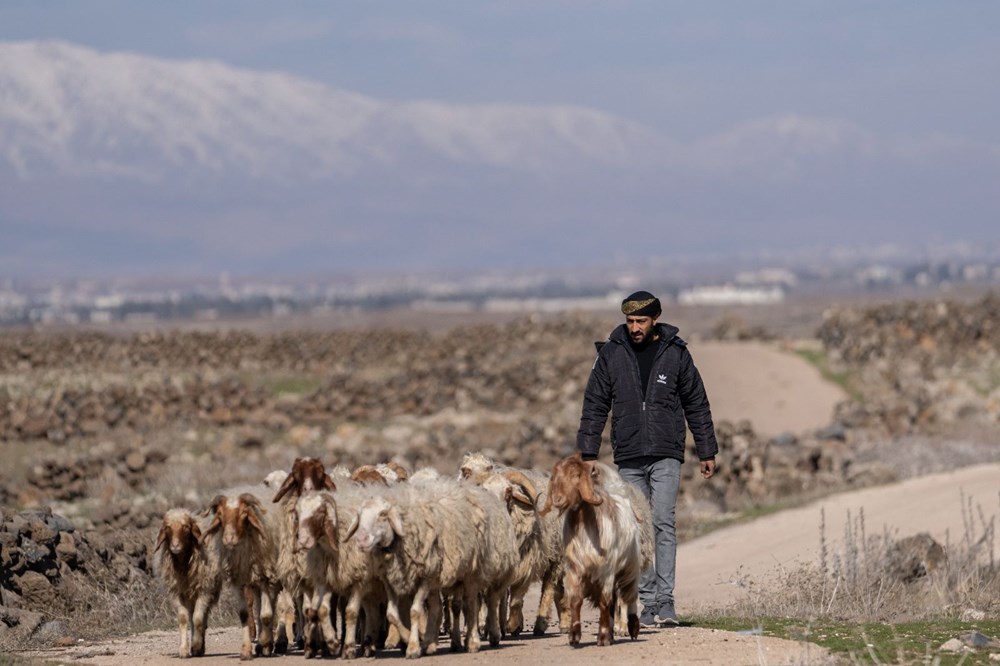 Koyunlar ilk kez İç Anadolu’da beslenmiş: Genetik araştırma evcilleşmenin Aşıklı Höyük’te başladığını ortaya koydu - 3