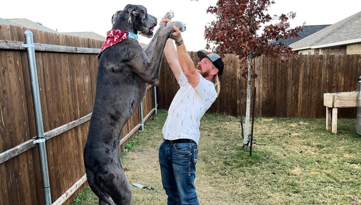 Dünyanın en uzun köpeği öldü Dünyanın en uzun köpeği öldü