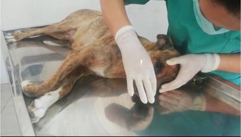 Mersin�de domuz saldırısına uğrayan köpek tedavi edildi NTV