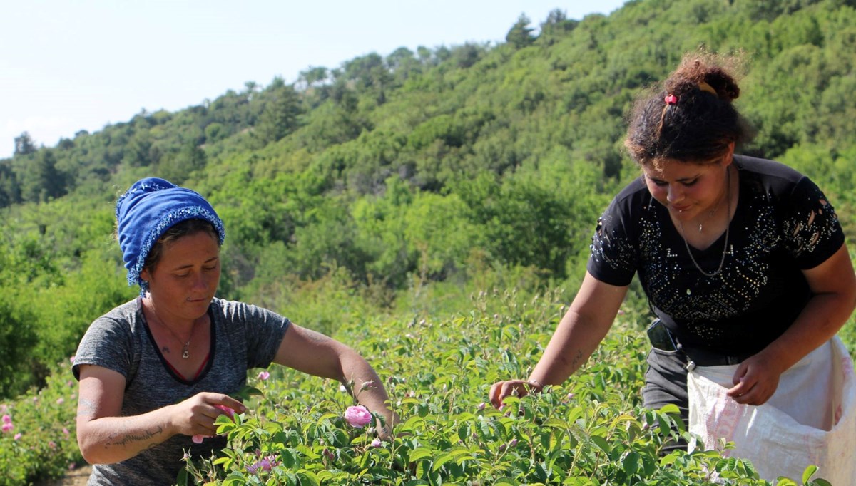 Zirai don gülü vurdu, rekolte yüzde 30 azaldı