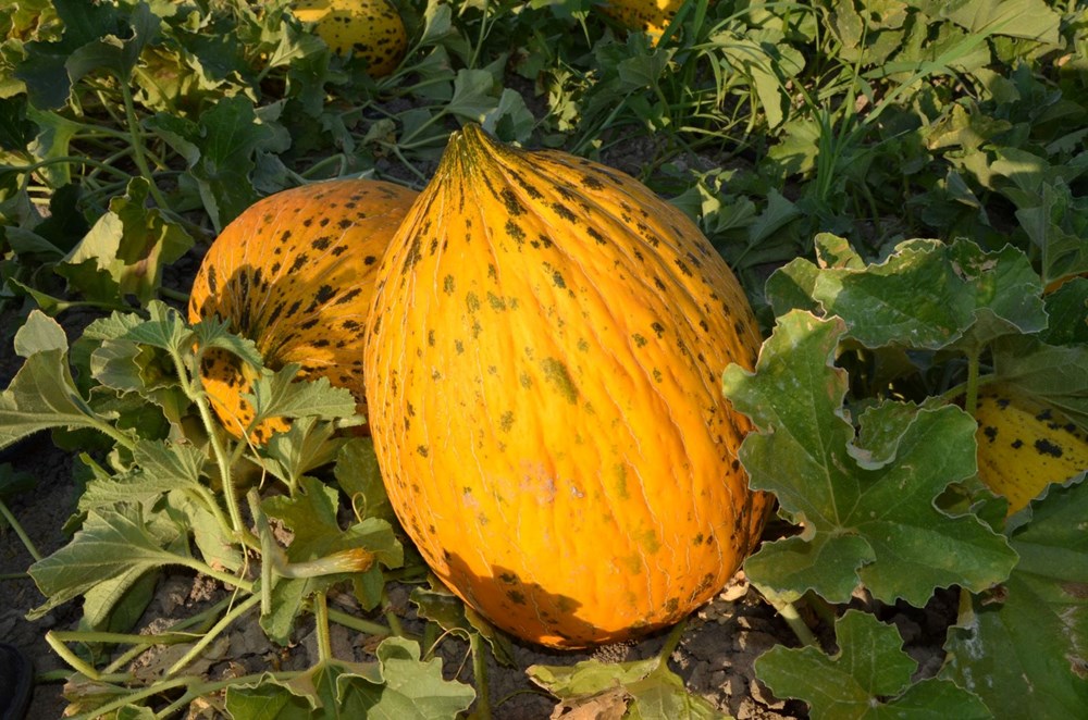 Keten Tohumu Mucizesi: Coğrafi İşaretle Tescilli Lezzet, Renk ve Koku Şöleni! 74 XNoNPldvMUSq0v6PqMyscw