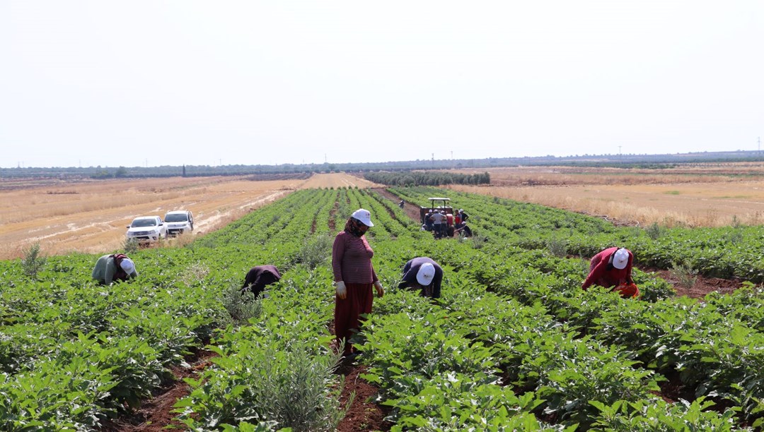 Kilis'in "Zabaran"ı için erken saatlerde yola koyuluyorlar! Rengi mor, çizgili, boyu 30 santim