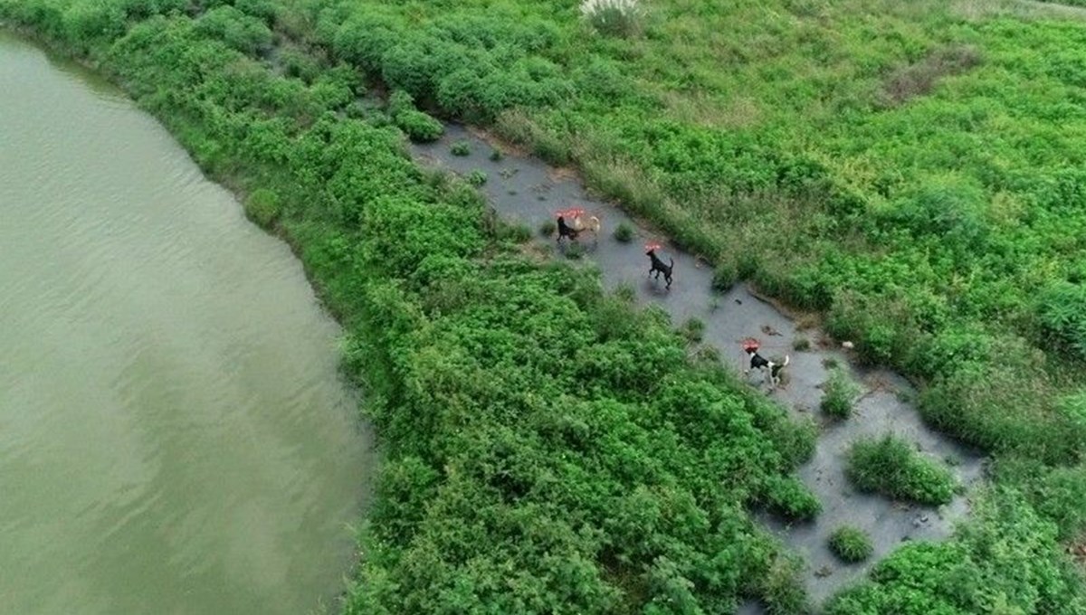 Tayvan'da sokak köpekleri drone'larla izlenmeye başlandı