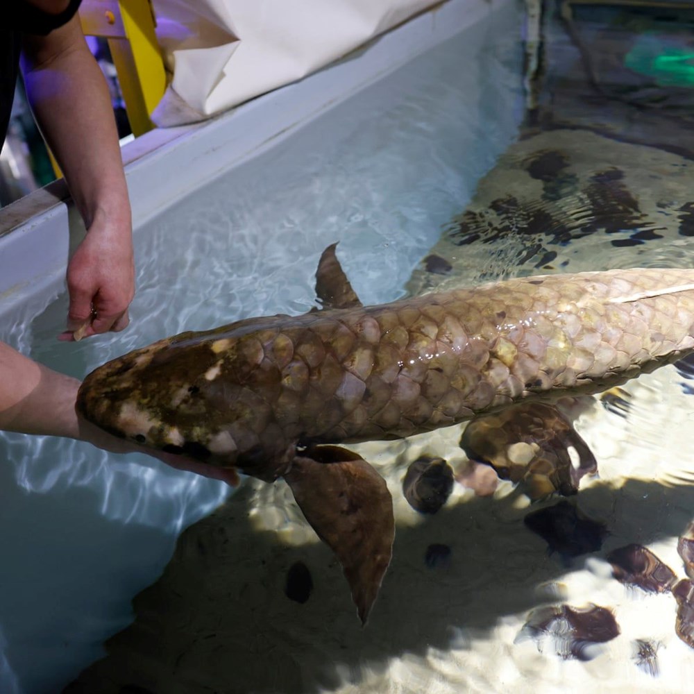 Dünyanın en yaşlı akvaryum balığı belirlendi: Metuşelah - 2