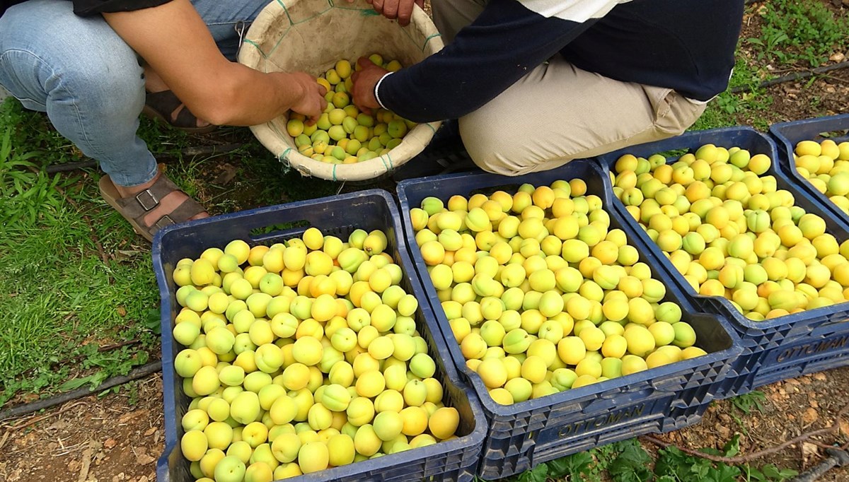 Mersin'de ilk hasadı yapılan kayısı 300 TL'den alıcı buldu