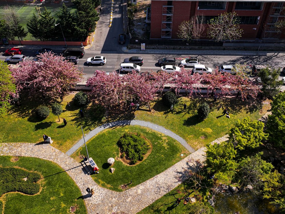 Sakura ağaçları çiçek açtı 76