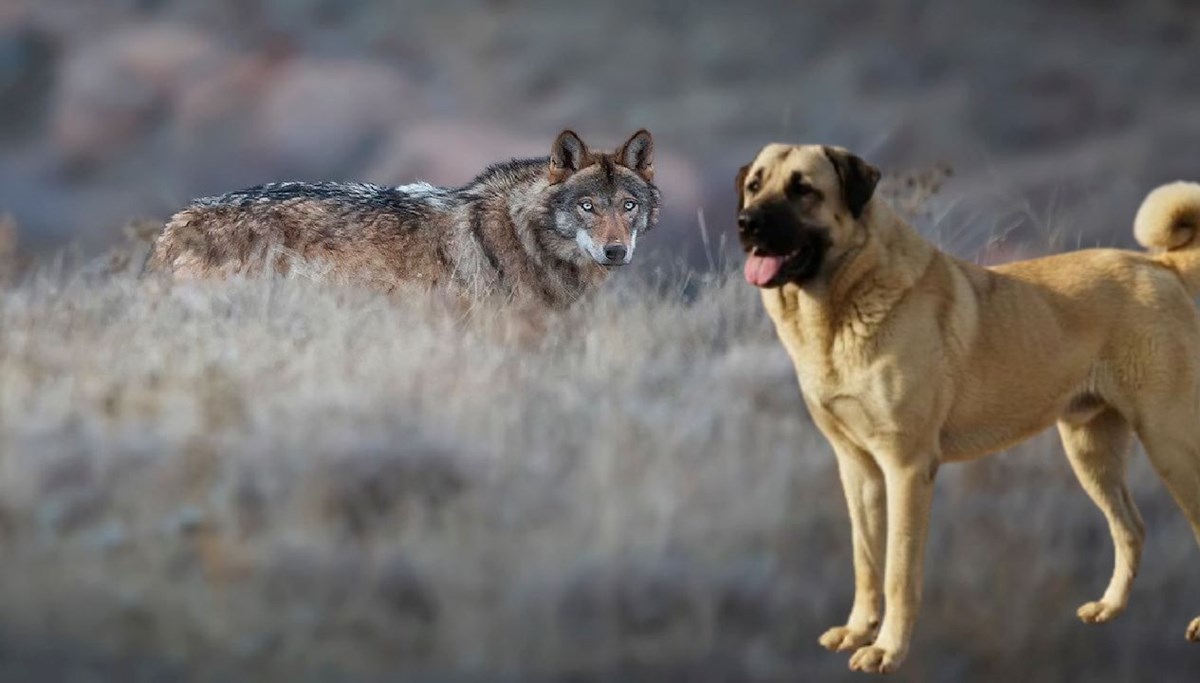 Kangal köpeğine talebi arttırdı