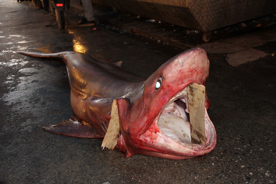 Mersin'de 4 metre uzunluğunda köpek balığı yakalandı - 1