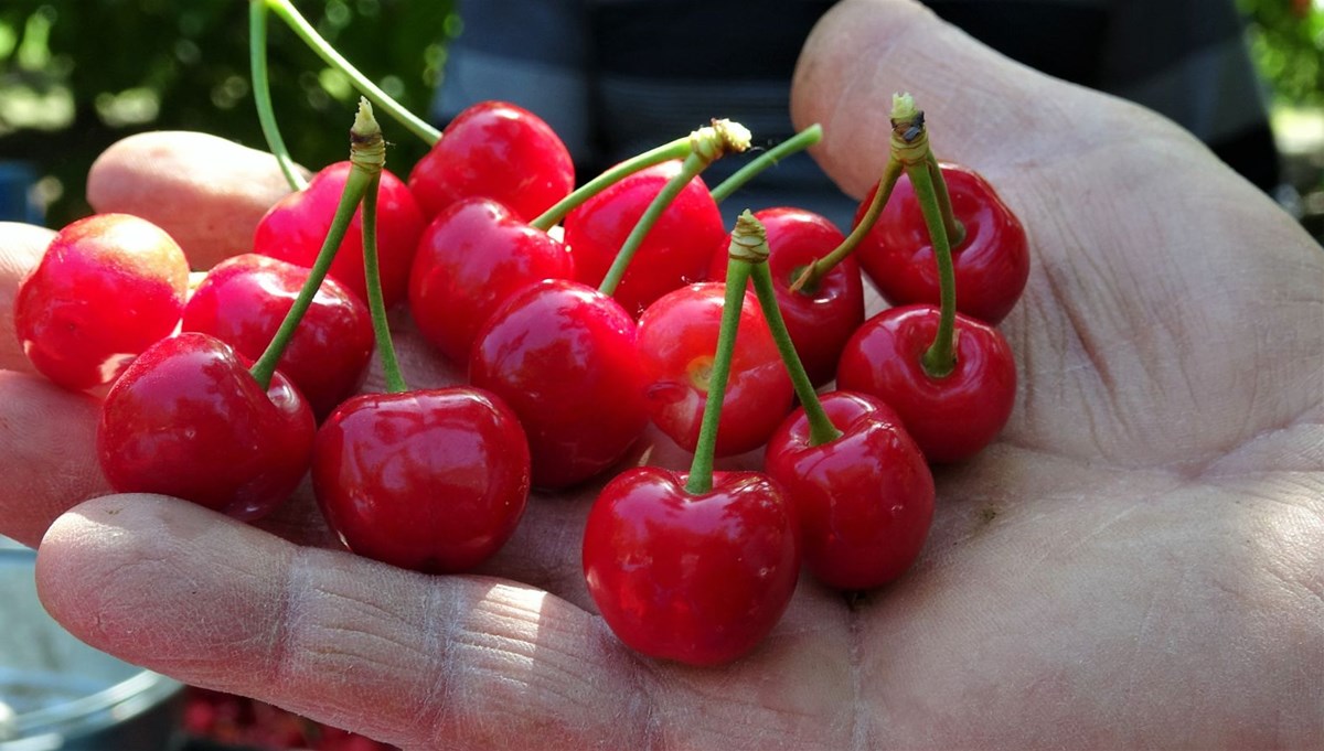 Kirazın kilosu tarlada 9, markette 20 lira