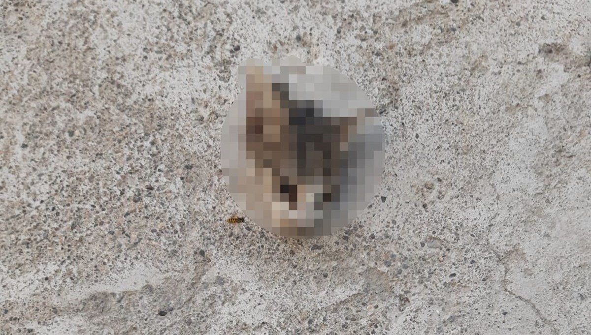 Kayseri'de kafası kesilmiş yavru kedi bulundu Kayseri'de kafası kesilmiş yavru kedi bulundu