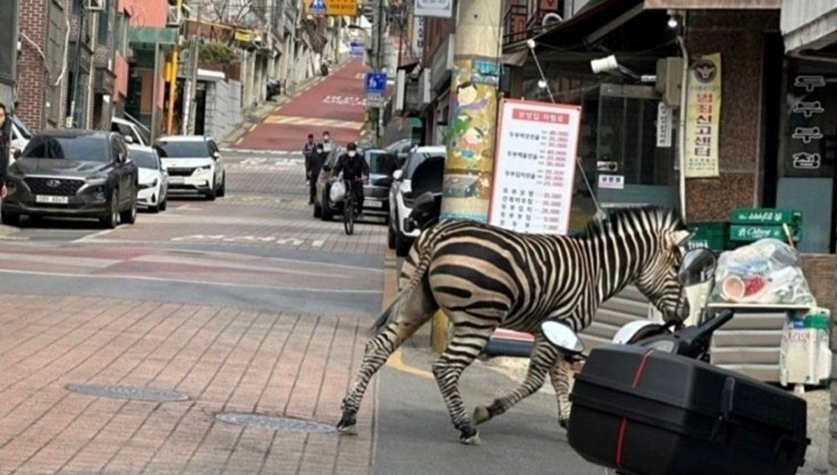 Zebra firarda: Seul sokaklarını birbirine kattı Zebra firarda: Seul sokaklarını birbirine kattı