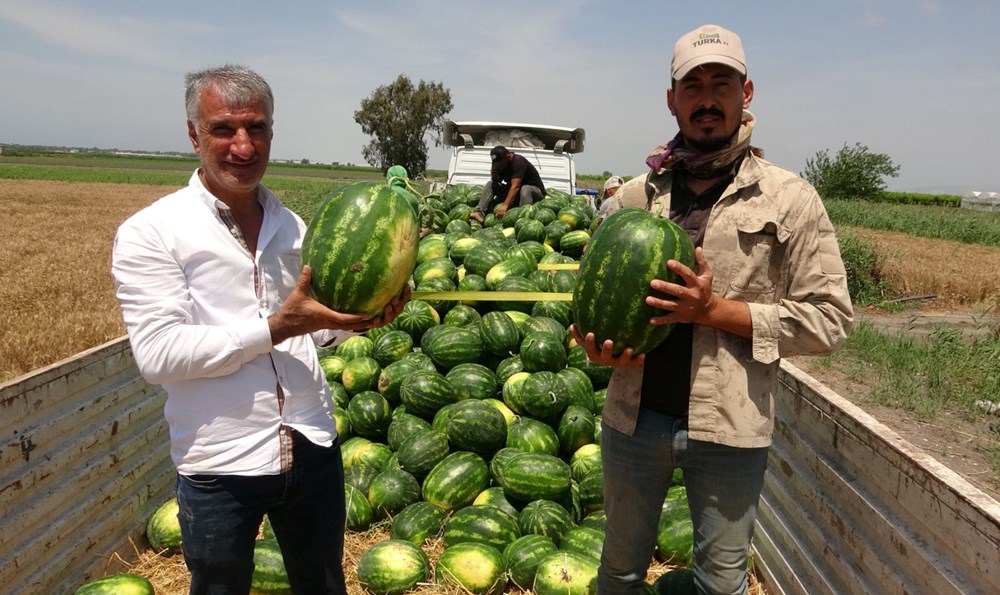 Mersin'de karpuz hasadı başladı: Tarlada kilosu 20 TL'den başlıyor 72 XUMzWwu5m0qzdWi NU4vAQ