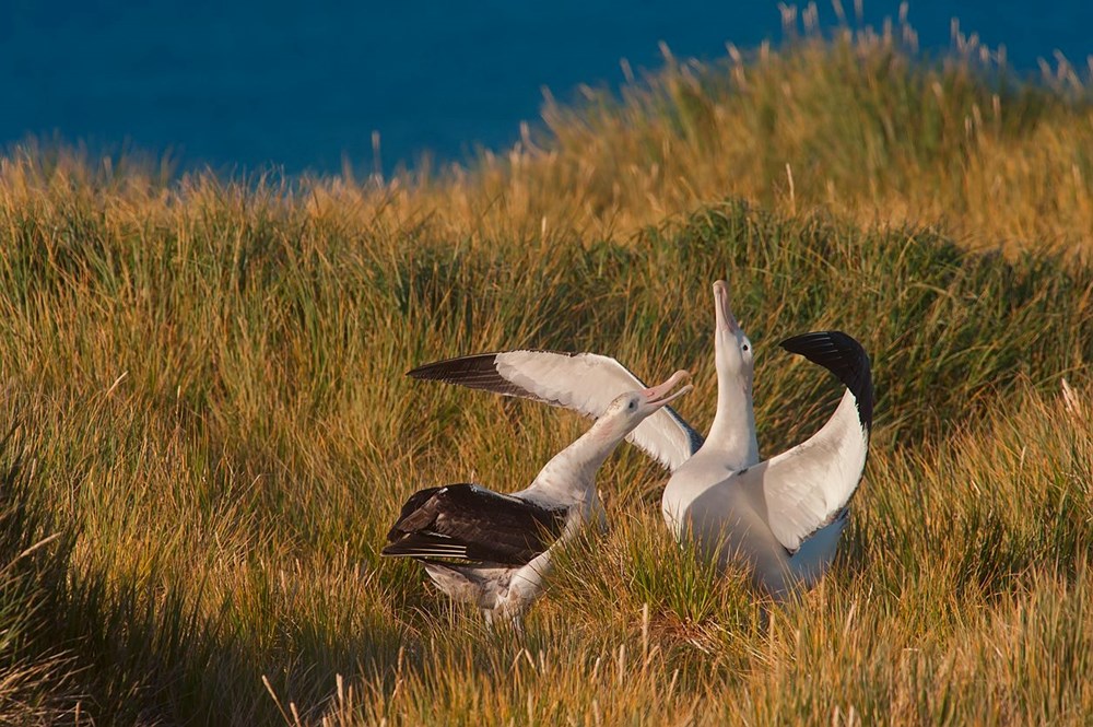 Küresel ısınma dünyanın en sadık canlılarını değiştirdi: Albatroslar arasındaki 'boşanma'lar arttı - 1