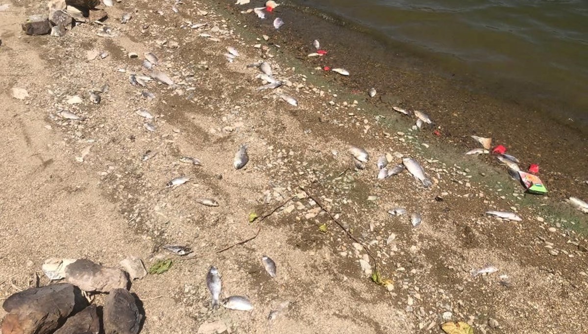 Boğazköy baraj gölünde ölen balıklar karaya vurdu