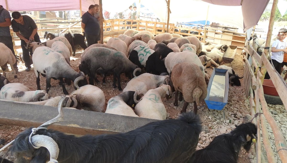 Kurban Bayramı'nın ilk günü hayvan pazarları dolup taştı