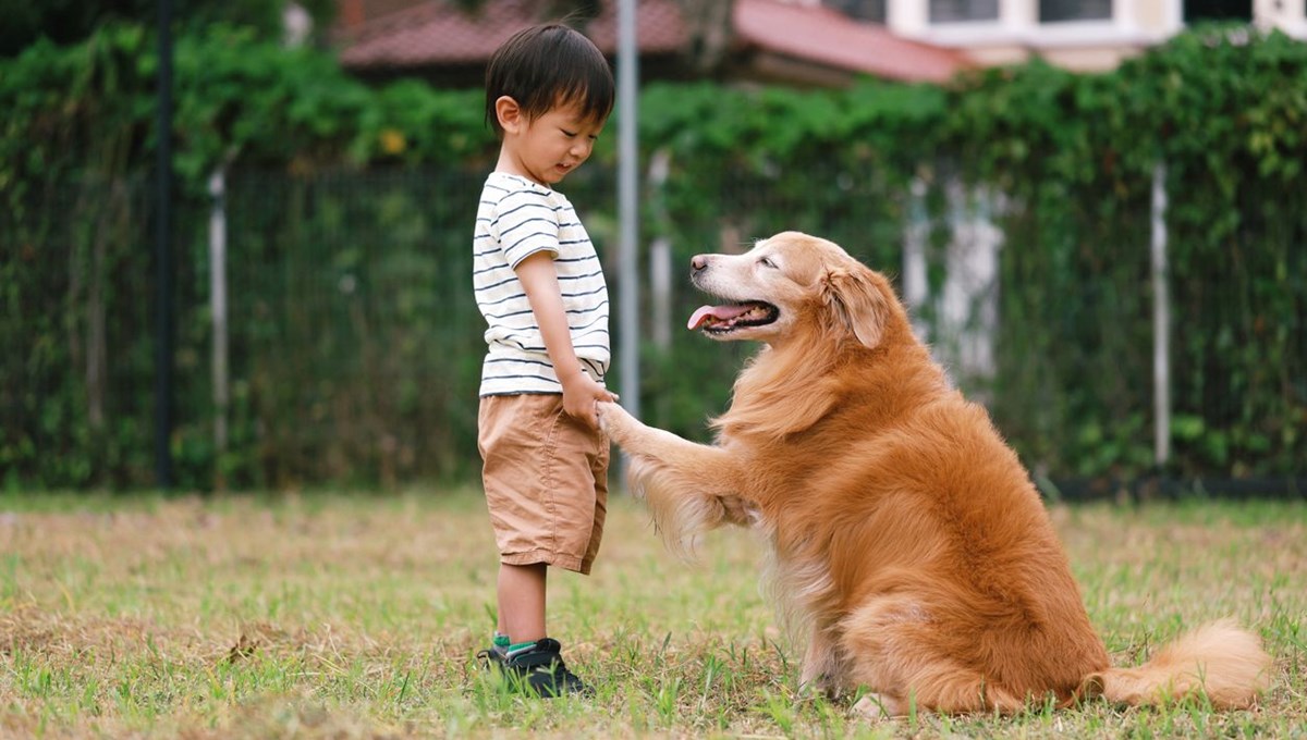Tayvan’da doğum oranını artırma planı: Bir çocuk yapana bir köpek hediye