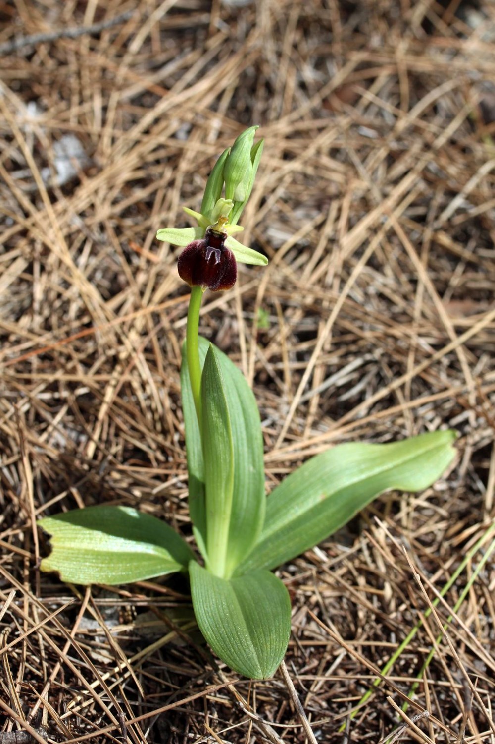 Antalya'nın Gizli Hazinesi: Bir Çiçeği Koparmanın Bedeli Bir Milyon TL! 77 XYGhmkots0OfWON6uelL1g