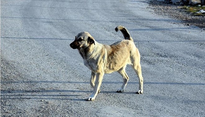 Hamile k�pe�e t�fekle sald�r�