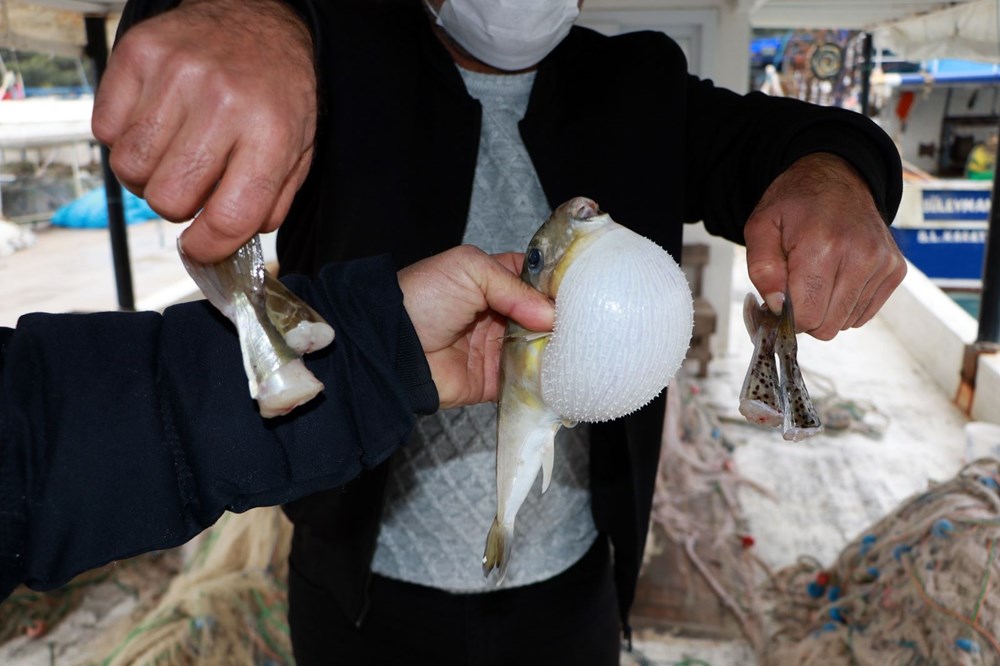 Balıkçılar balon balığının diğer türlerine de kuyruk parası istiyor - 2