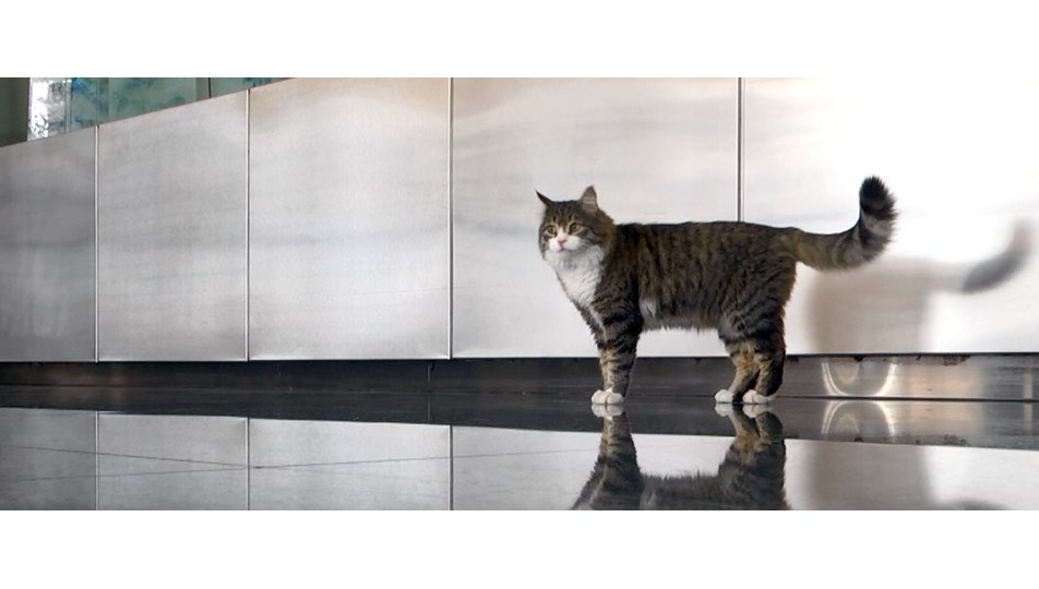 CHP�nin kedisi &quot;Şero&quot; tedavi oldu NTV