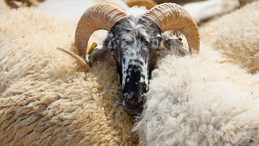 10 soruda vekaletle kurban kesimi: Vekaletle kurban kesimi nasıl yapılır? - 3