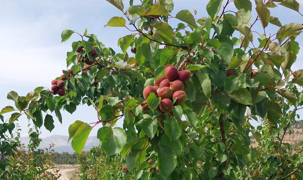 Birinci hasat yapıldı: 500 TL'den alıcı buldu 75 X IzXo0aAkywCsO5SVJezg