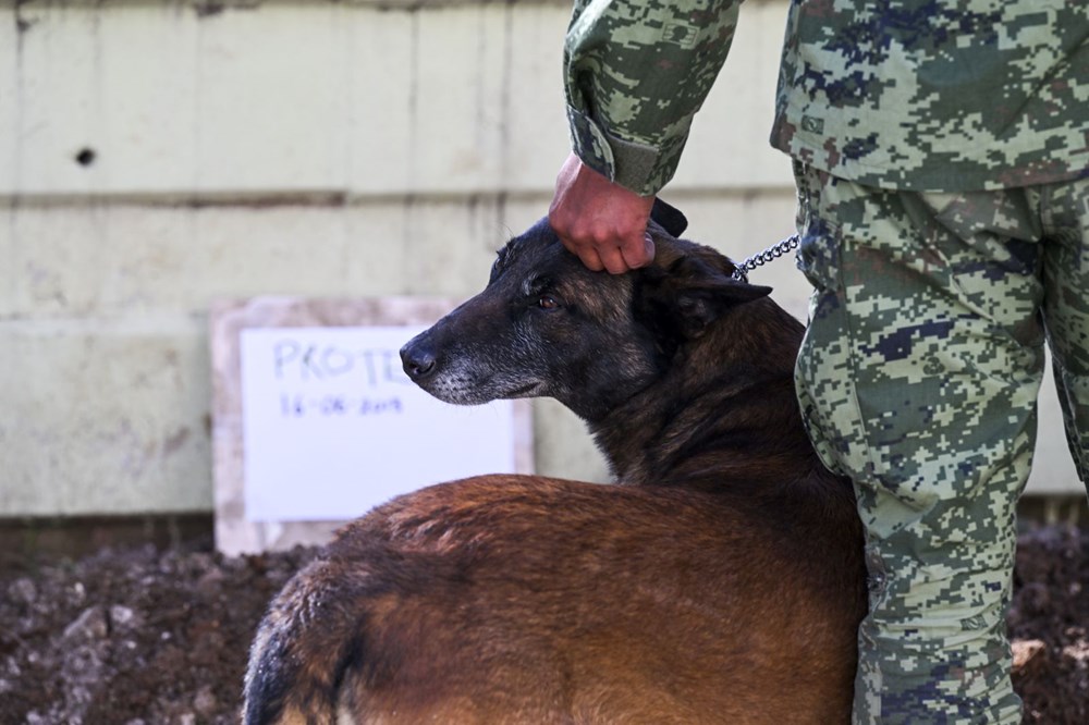 Meksika'nın arama kurtarma köpeği Proteo'ya Adıyaman'da hüzünlü veda: 3 kişinin enkazdan çıkmasını sağladı - 6
