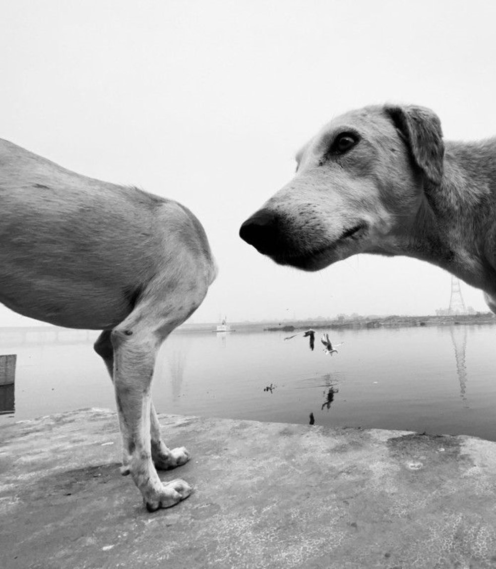 2020 Mars Petcare Komik Hayvan Fotoğrafları Yarışması'nın finalistleri - 5