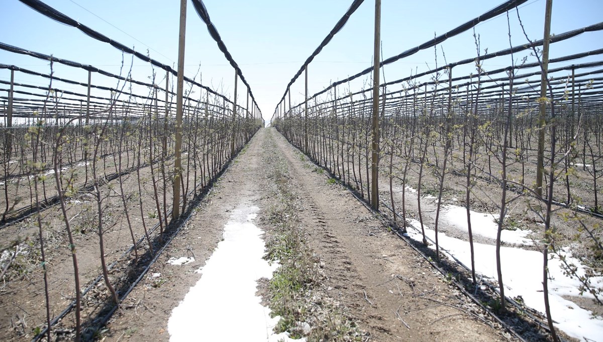 Elma üreticilerinin don isyanı