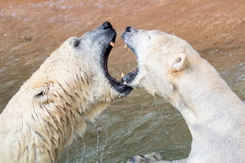 Kutup ayıları 22. yüzyılı göremeyecek - 11