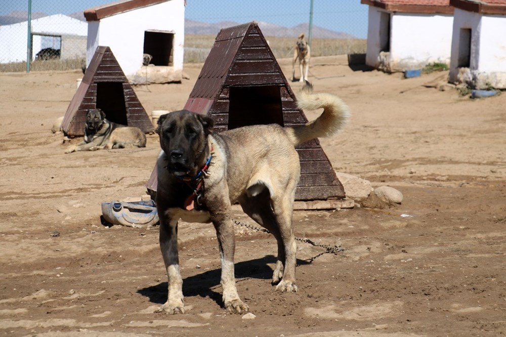 Yurtdışından talep yağıyor, lüks otomobil fiyatına alıcı buluyor - 8