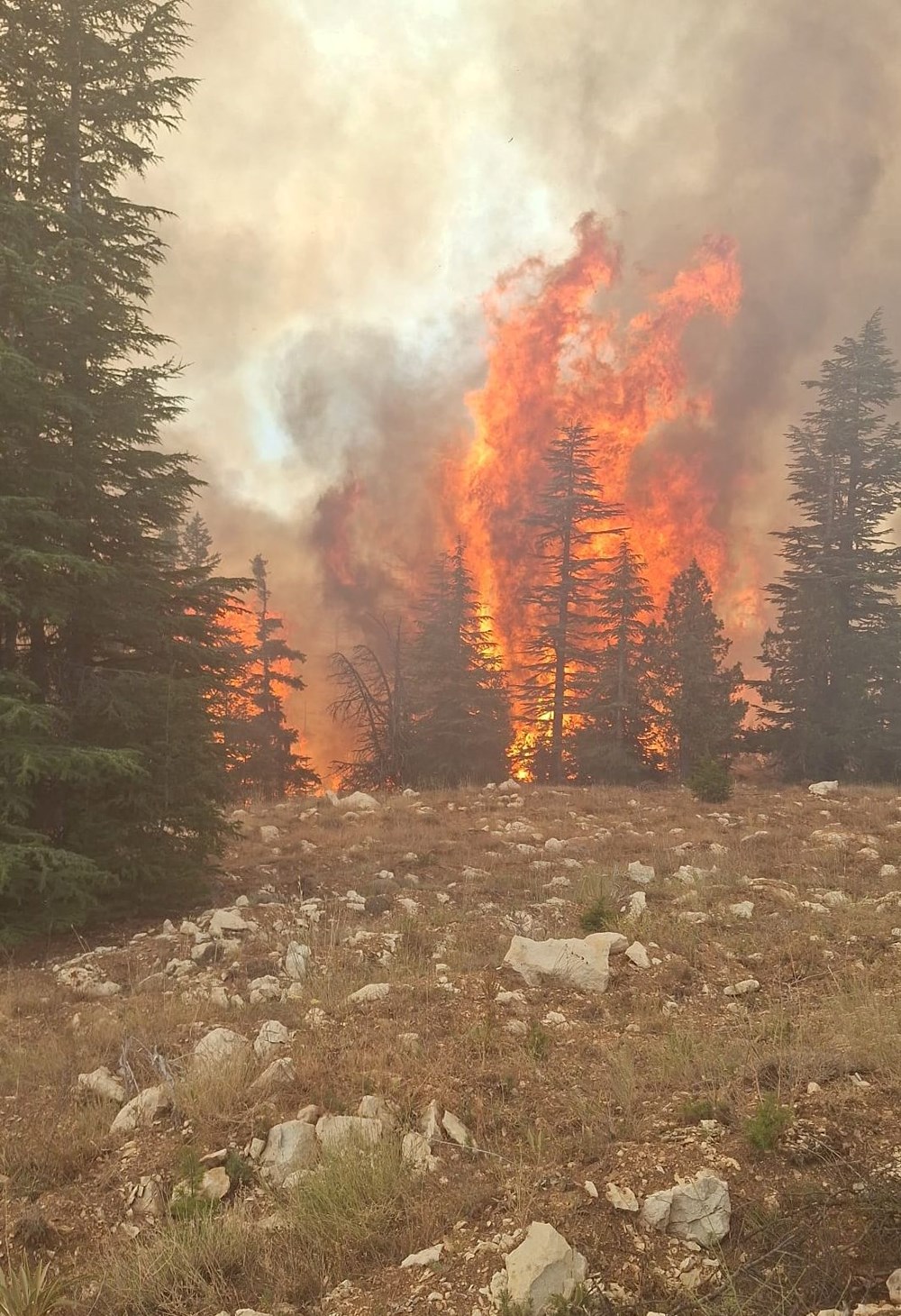 Kocaeli, Karaman, Afyonkarahisar ve Diyarbakır'da orman yangını - 9