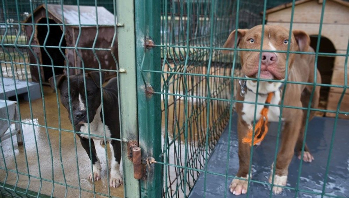 Bakanlık'tan yasaklı ırk köpeklere dair açıklama: Toplam 20 bin 843 köpek kayıt altına alındı