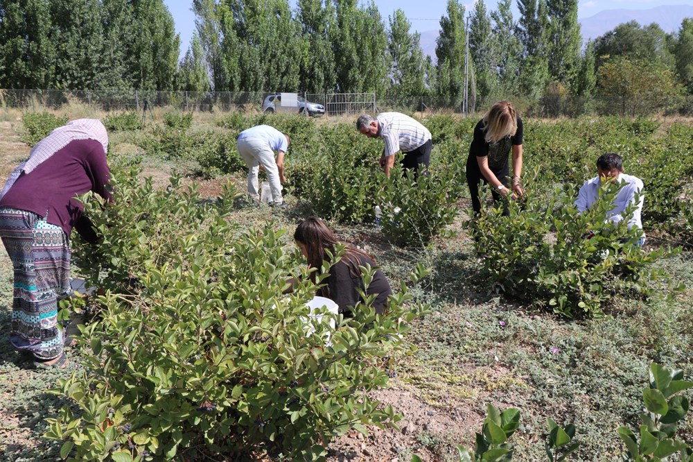 Türkiye'de tıbbi bitki sınıfına alındı! Doğanın kansersavar meyvesi: Böbrek yetmezliğine kadar her derde deva - 5