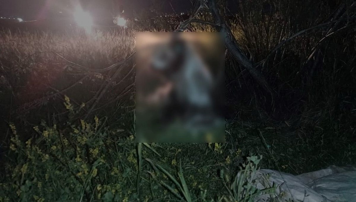Ankara’da 17 köpek ağaca asılmış halde bulundu Ankara’da 17 köpek ağaca asılmış halde bulundu