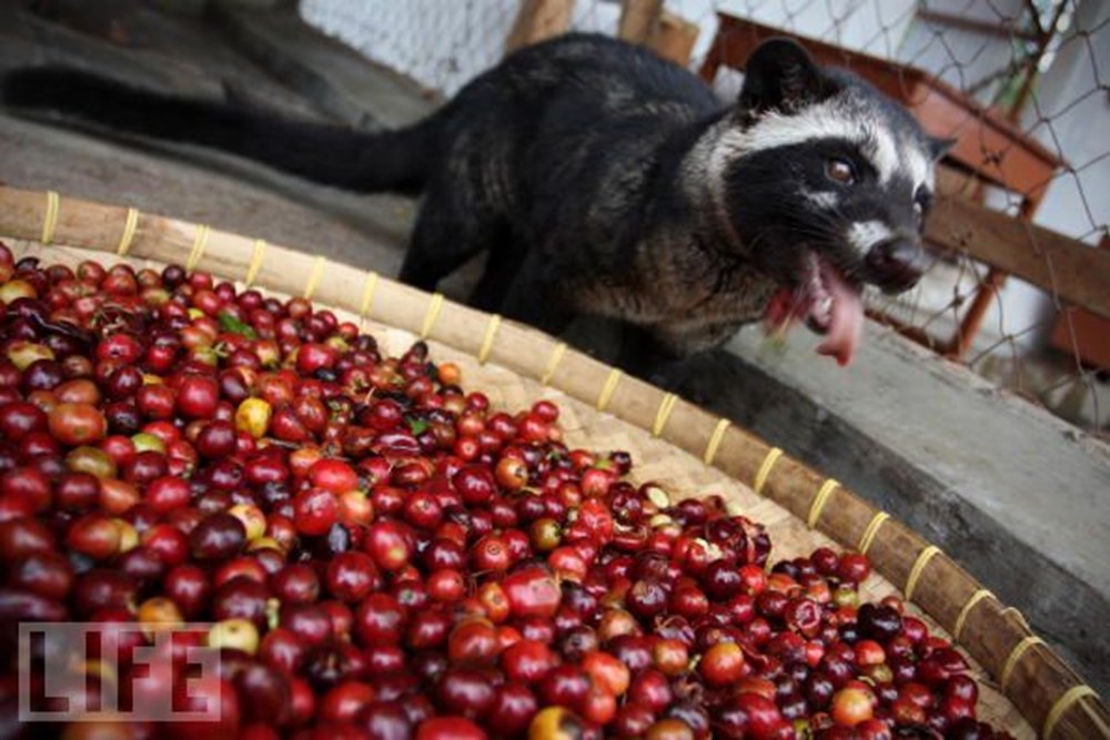 Пальмовая циветта. Вьетнамский кофе лювак зверек. Кофе сорта лювак. Пальмовая куница мусанг. Kopi luwak кофе.