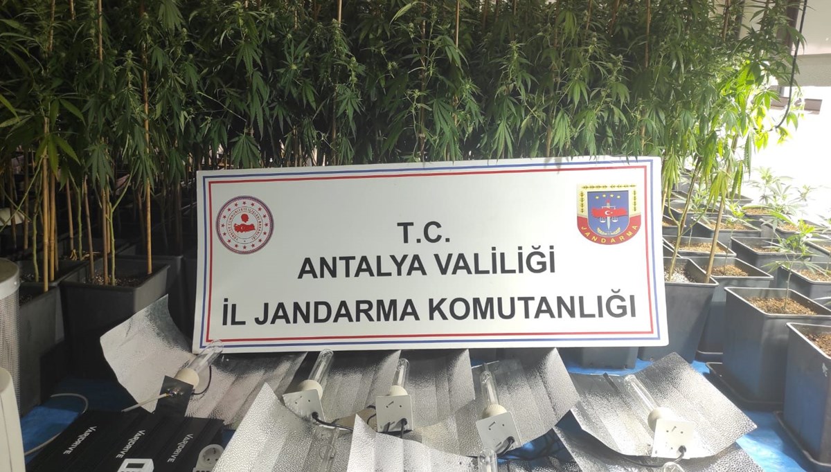 Villa kiralayıp uyuşturucu yetiştirdiler