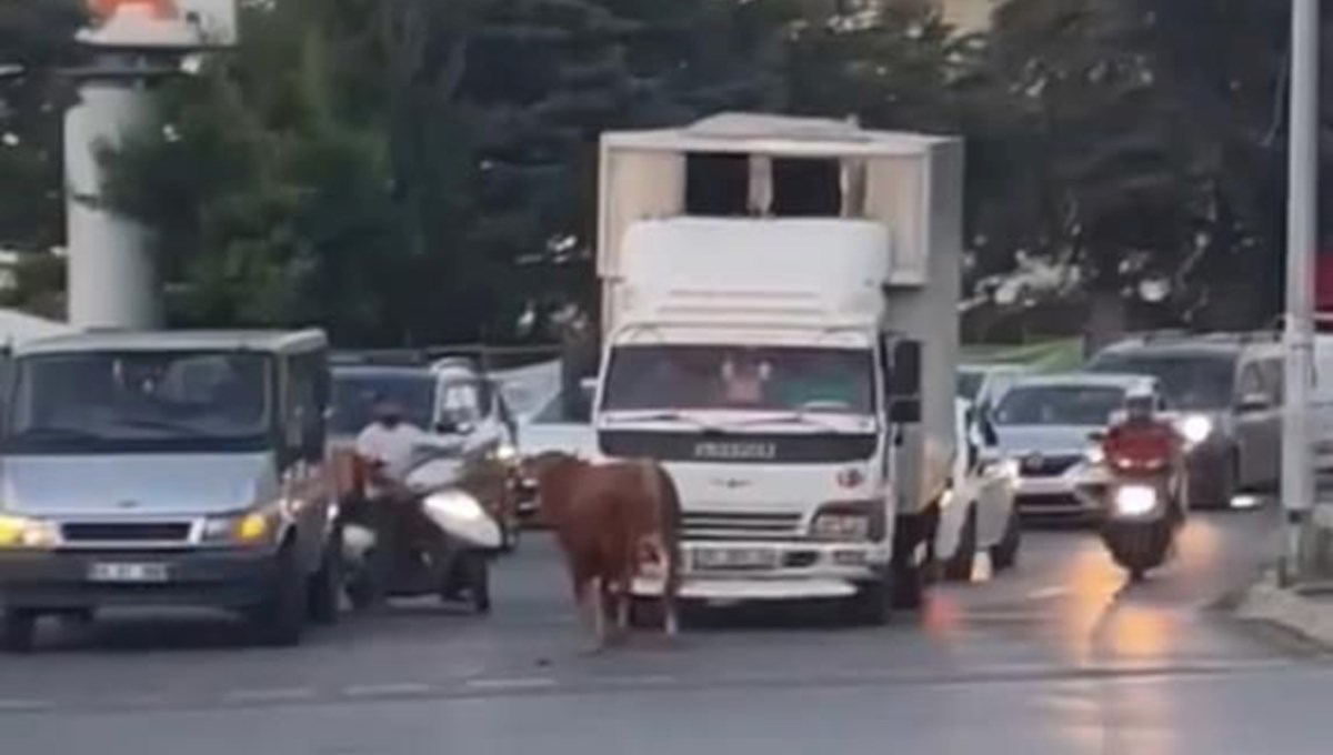 İstanbul’da kaçan dana ortalığı birbirine kattı: Motosiklete boynuz attı, sürücüsü son anda kurtuldu