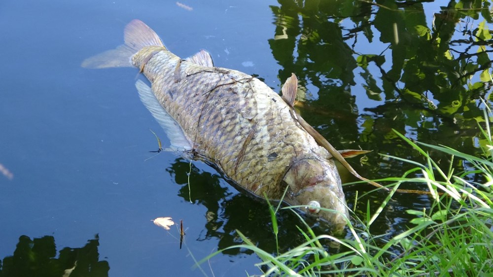 Maltepe'de şüpheli balık ölümleri: ''20 senedir ilk defa görüyorum'' - 4