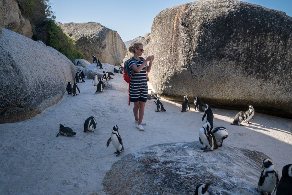 Bilim insanları uyardı: Afrika penguenlerinin soyu on yıllar içinde tükenebilir - 5