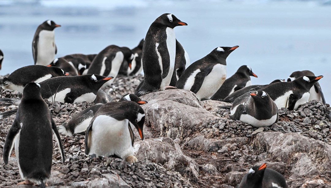 Güney Kutbu'nda 4 yeni imparator penguen kolonisi keşfedildi