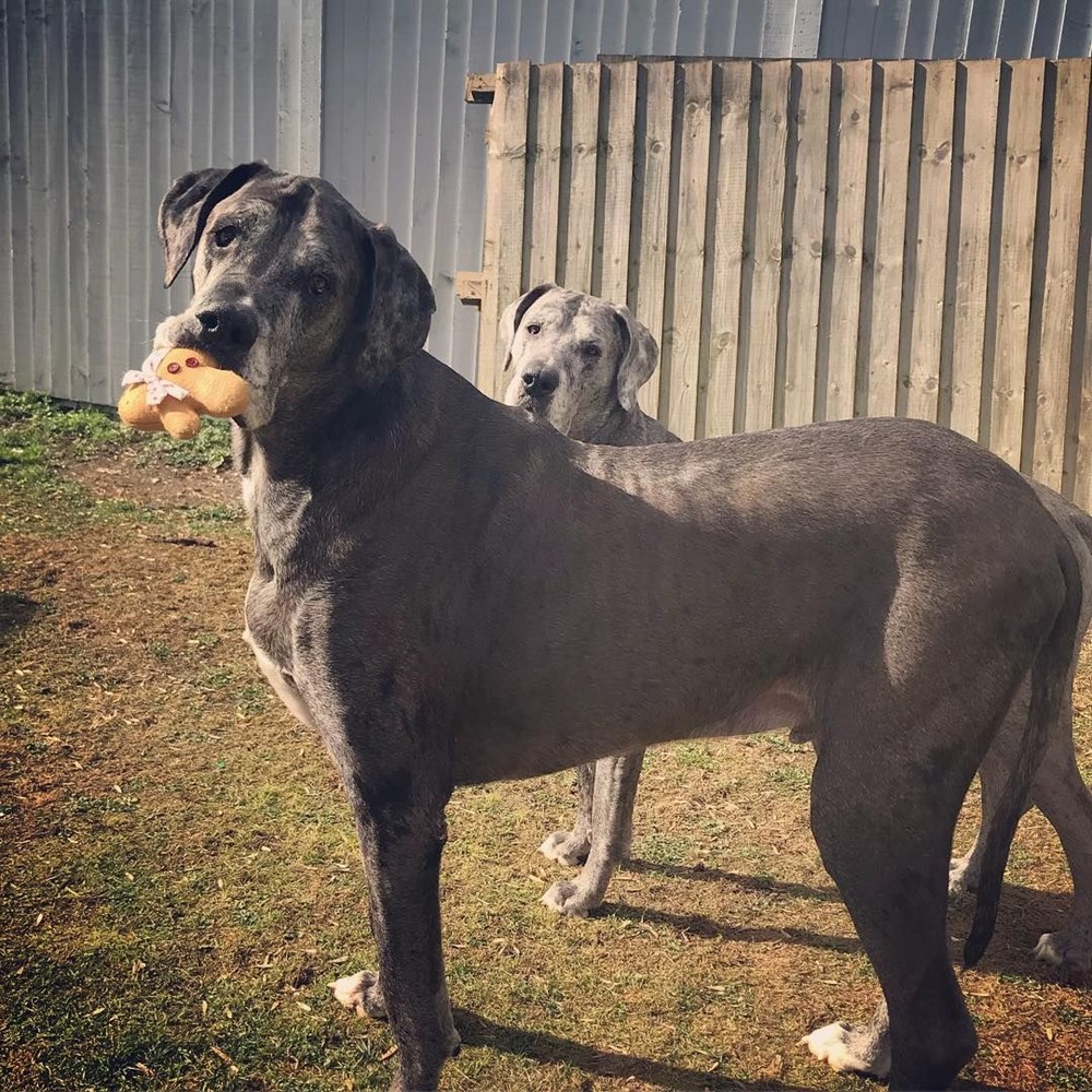 Dünyanın en uzun köpeği Freddy hayatını kaybetti - 31