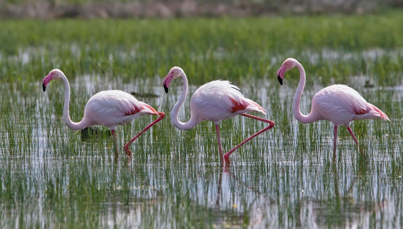 Flamingoların göç yolculuğu görsel şölen oluşturdu