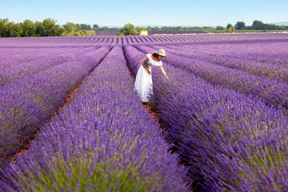 Türkiye'nin lavanta cenneti: Kuyucak Köyü | NTV
