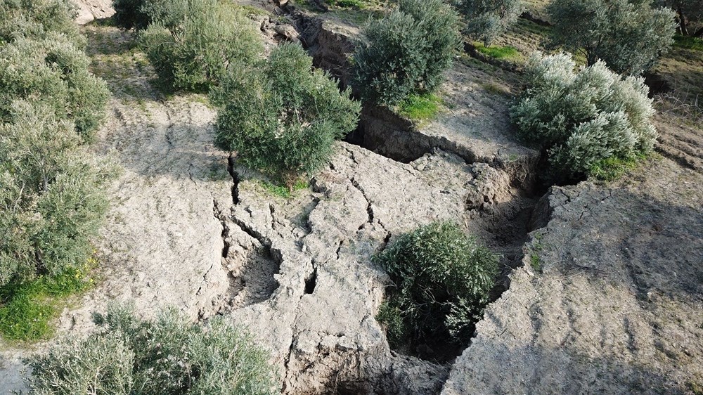 Depremin ardından Hatay'daki zeytinliklerde dev yarıklar - 6