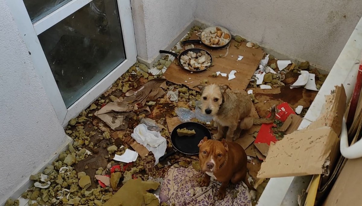 Ankara'da balkonda kötü koşullarda tutulan 2 köpeğe el konuldu