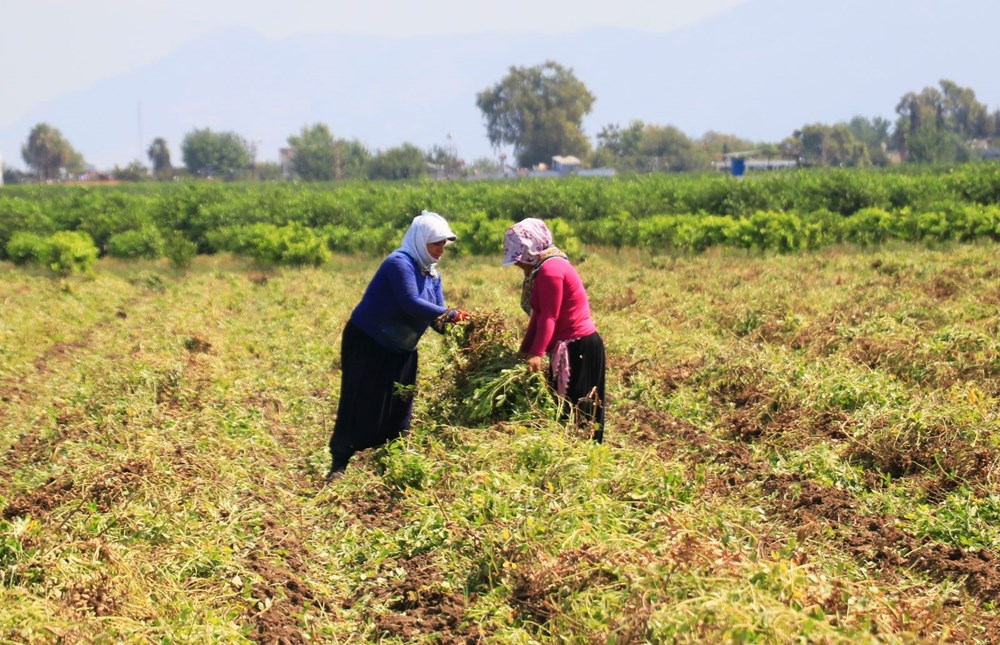 Adana'da yer fıstığı hasadı başladı: Fiyatlar yüzde 50 düştü - 8