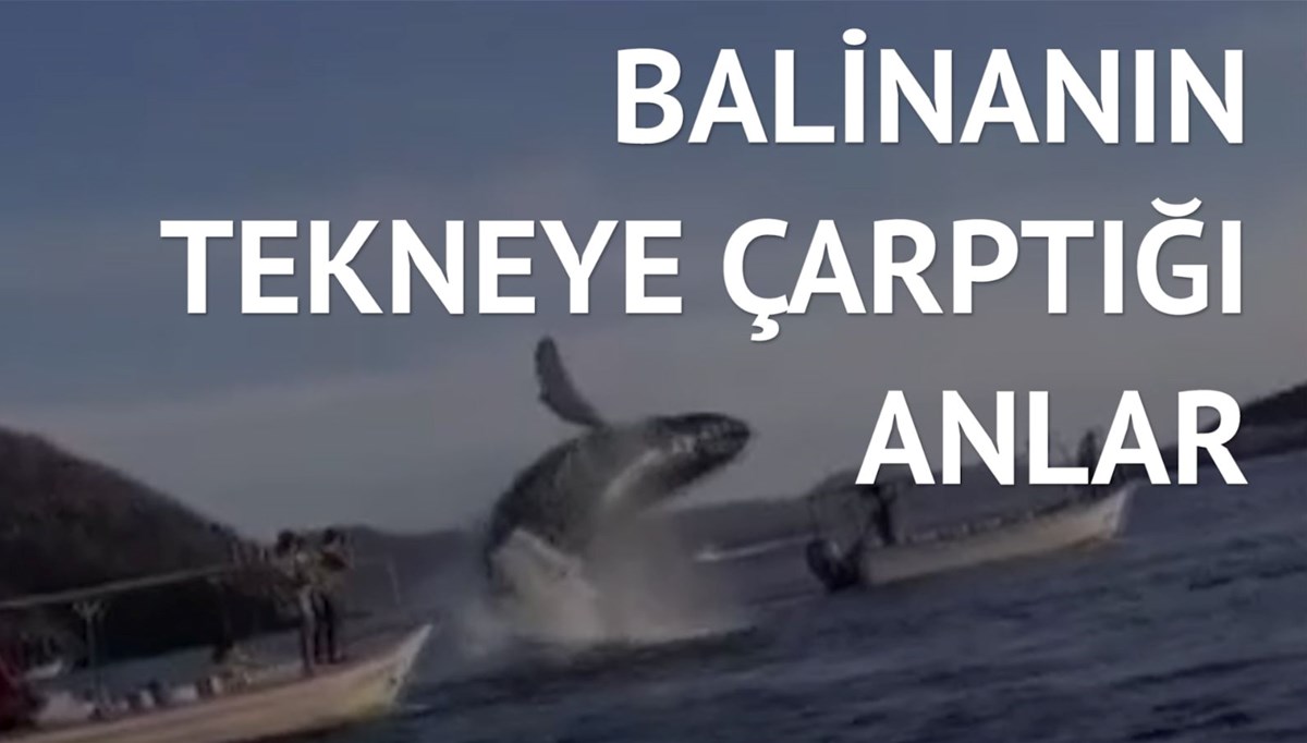 Sudan sıçrayan balina turist teknesine çarptı: 2 yaralı