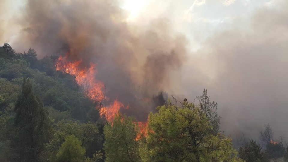 Sakarya'da orman yangını - 1