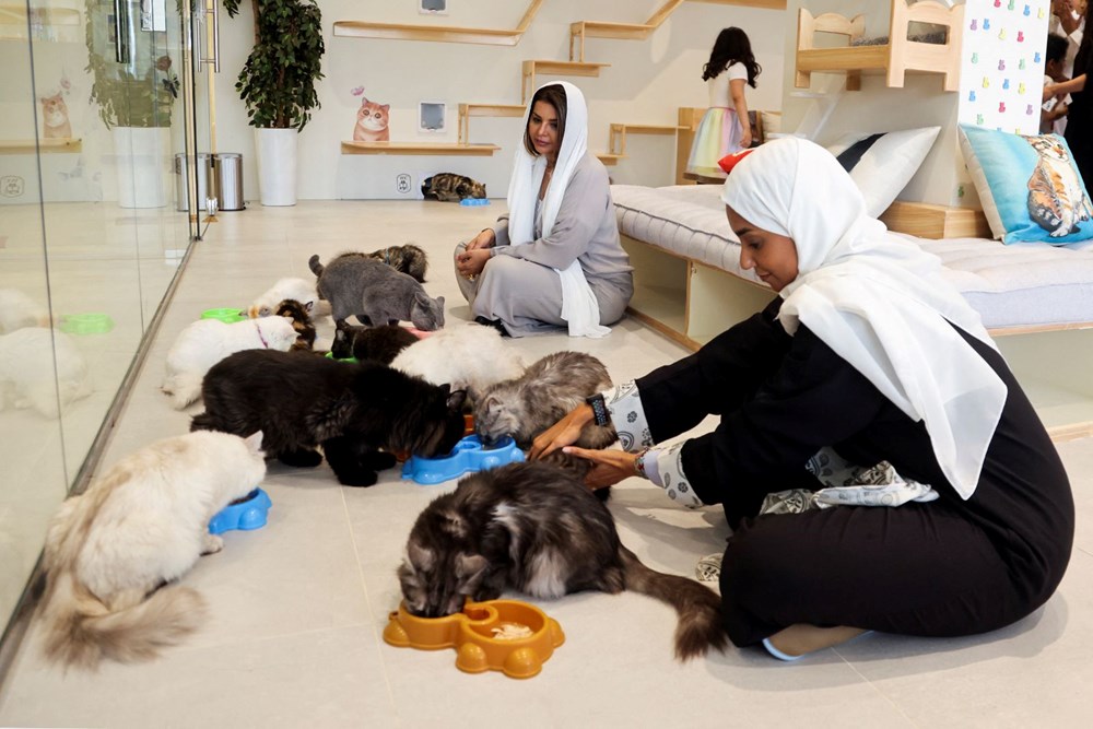 Suudi Arabistan'da kediler için 5 yıldızlı otel açıldı: Hizmette sınır yok - 5